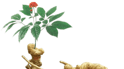 Thủ tướng Nguyễn Xuân Phúc vừa có Quyết định phê duyệt bổ sung danh mục Sản phẩm Quốc gia thuộc Chương trình Phát triển sản phẩm quốc gia đến năm 2020 và Sâm Ngọc Linh chính thức có tên trong danh sách.