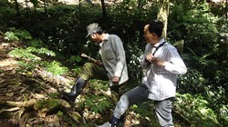 Quảng Nam sẽ tổ chức chợ sâm Ngọc Linh định kỳ 1 tháng/lần tại Nam Trà My