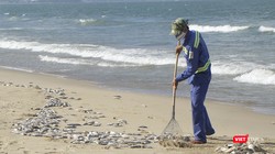 Lực lượng công nhân đã thu gom được hơn 1,5 tấn cá chết trôi dạt vào bờ biển dọc đường Nguyễn Tất Thành-TP Đà Nẵng