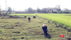 Người dân xã Hòa Tiến (huyện Hòa Vang, Đà Nẵng) đang đối mặt với tình trạng "sốt" giá đất.