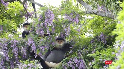 Rừng Sơn Trà đẹp "lặng người" khi vào mùa hoa thàn mát