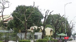 Cây xanh trên vỉa hè tuyến đường Bạch Đằng (quận Hải Châu), đoạn trước nhà hàng Madam Lan bị cắt tỉa trơ thân