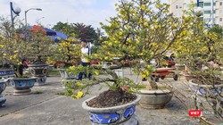 Một góc chợ hoa Tết ở Đà Nẵng