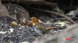 Oanh mặt đỏ Nhật Bản, một loài di cư hiếm thấy vừa xuất hiện tại Sơn Trà trong mùa chim di cư năm 2019 sau lần ghi nhận tại Việt Nam hơn 20 năm