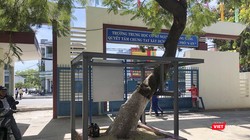 Cây xanh trong khuôn viên trường Nguyênc Lương Bằng (Đà Nẵng) được bảo vệ bằng chống đỡ thay vì chặt hạ như một số địa phương (ảnh Bích Thuận)