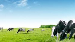 Ảnh minh họa. Nguồn Internet