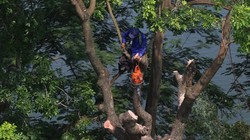 24 cây xà cừ cổ thụ trên tuyến đường này sẽ được đánh chuyển để trồng trên các tuyến phố mới.