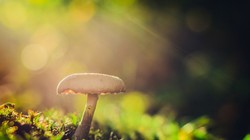 Ảnh minh họa. Nguồn: The Photo Argus