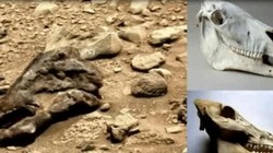 Dấu tích của khủng long được phát hiện trên sao Hỏa. Ảnh: Sohu