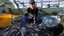 Nhật phát hiện cá nhiễm phóng xạ ở Fukushima. Ảnh: Sohu