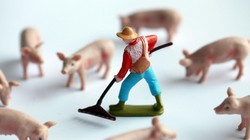 Các công ty công nghệ Trung Quốc tham gia chăn nuôi heo. Ảnh: Zhihu