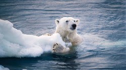 Hiện tượng băng tan do ảnh hưởng bởi biến đổi khí hậu. Ảnh: Zhihu