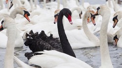 Ảnh minh họa (Nguồn: Internet)