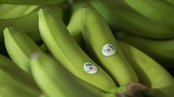 Thagrico dừng đầu tư sở hữu cổ phiếu HNG: Vì đâu? 