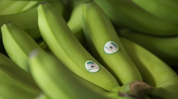 HNG lỗ quý thứ 4 liên tiếp