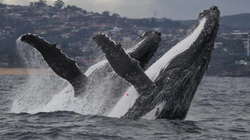 'Cá voi Bitcoin' tăng mạnh sau khi FTX phá sản (Ảnh: Internet)