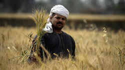 Người dân Ai Cập và lúa mì