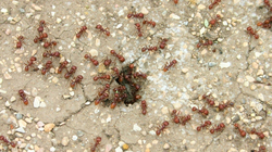 Kiến lửa đỏ ở Texas