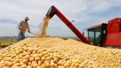 Đậu tương đã trở thành vật hy sinh trong cuộc chiến thương mại giữa hai nước Trung - Mỹ  