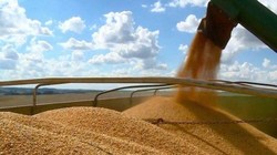 Việc Trung Quốc tuyên bố ngừng mua các sản phẩm nông nghiệp Mỹ đã đẩy chiến tranh thương mại Trung - Mỹ lên nấc thang mới