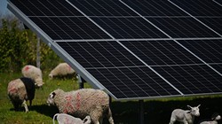 Mô hình chăn thả cừu + điện mặt trời đang phát triển mạnh ở Mỹ và lan sang châu Âu (Ảnh: AFP).