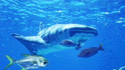 Robot Cá Mập voi bơi cùng đàn cá thật.