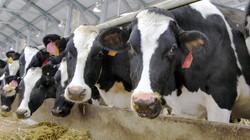 Dược phẩm mới Imilac có thể thay thế kháng sinh ngăn chăn nhiễm trùng ở bò sữa. Ảnh NoCamels