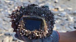 Chiếc Cannon Powershot G12 dạt vào bờ biển với những con hà bám xung quanh. Nguồn: DT