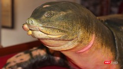 Tiêu bản của cụ rùa cuối cùng tại Hồ Gươm.