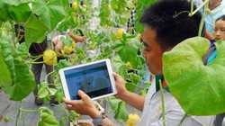 Giới thiệu hệ thống phần mềm quản lý sản xuất mô hình trồng dưa lưới trong nhà màng tại TP Hồ Chí Minh. Ảnh: Mạnh Linh/TTXVN