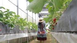 Mô hình trồng dâu tây công nghệ cao Nhật Bản tại Đà Lạt kết hợp du lịch