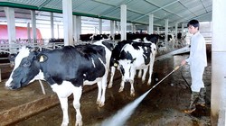 Chăn nuôi bò sữa là ngành hàng dễ ứng dụng nông nghiệp 4.0. Ảnh: Chăn nuôi bò sữa tại tỉnh Hà Nam.  Ảnh: H.N.G