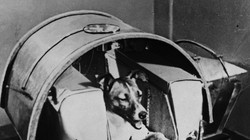 Chó Laika ngồi trong khoang chứa của vệ tinh Sputnik 2. Hình ảnh: Getty Images.