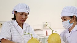 Các cán bộ của Viện Nghiên cứu rau - quả đang sử dụng chế phẩm nano bạc của Công ty STV Nano - sản phẩm tham dự Techfest 2017 - để bảo quản trái cây. Ảnh: Bích Ngọc