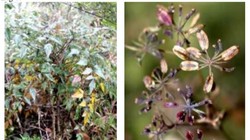 Cây thìa là hóa gỗ được lấy mẫu tại huyện Đồng Văn, tỉnh Hà Giang. Ảnh: VAST.

