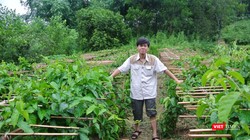 Nhà khoa học Trần Văn Ơn dồn tâm huyết nghiên cứu cây thìa canh trong nhiều năm liền 