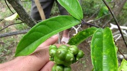 Ba kích trồng tại Khu bảo tồn thiên nhiên Pù Hu, Thanh Hoá (ảnh: Quỳnh Trâm)