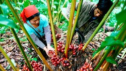 Thảo quả là một trong các cây dược liệu quý được phát triển mạnh ở Điện Biên (ảnh: Dienbienphu)