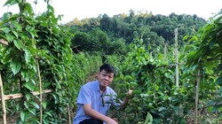 PGS.TS. Trần Văn Ơn trong các chuyến thực tế nghiên cứu về cây dây thìa canh tại các địa phương