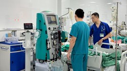 Bị ong mật đốt, bé gái 13 tuổi nguy kịch do sốc phản vệ