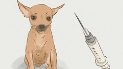 Số người tử vong do bệnh dại tăng cao