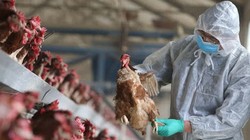 Bé 8 tuổi bị viêm não do cúm gia cầm H5N1, vi rút tấn công hệ thần kinh