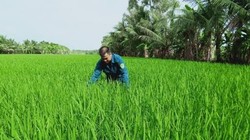 Canh tác lúa thông minh, tiền đề cho chuyển đổi số nông nghiệp