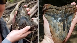 Mẫu vật được cho là của loài cá mập Megalodon cổ đại. Ảnh: News Info Park