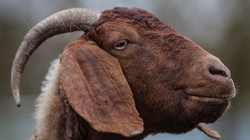 Ảnh: Digital Trends