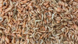 Các nhà khoa học đang muốn tận dụng một nguồn vật liệu phế thải - vỏ tôm để sản xuất điện cực cho pin vanadium. Ảnh: News Info Park