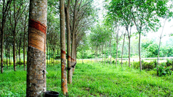 Cây cao su có thực sự hấp thụ O2 và thải ra CO2 như lời nữ đại biểu quốc hội?