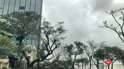 Bão gây gãy đổ cây cối địa bàn TP Đà Nẵng