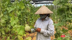 Nông dân Đà Nẵng trồng dưa lưới bằng kỹ thuật canh tác mới (ảnh H.H)