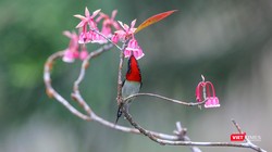 Hoa đào chuông trên đỉnh Bà Nà khoe sắc xuân